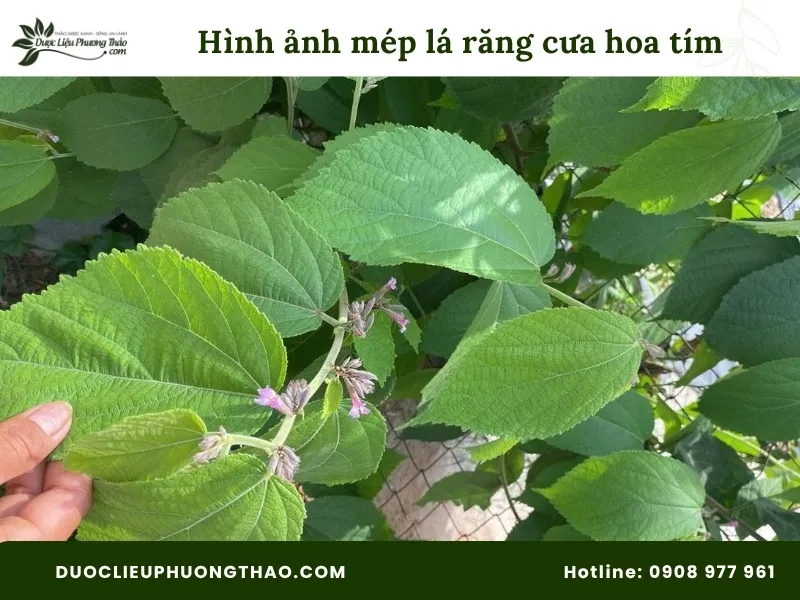 Hình ảnh mép lá răng cưa an xoa hoa tím