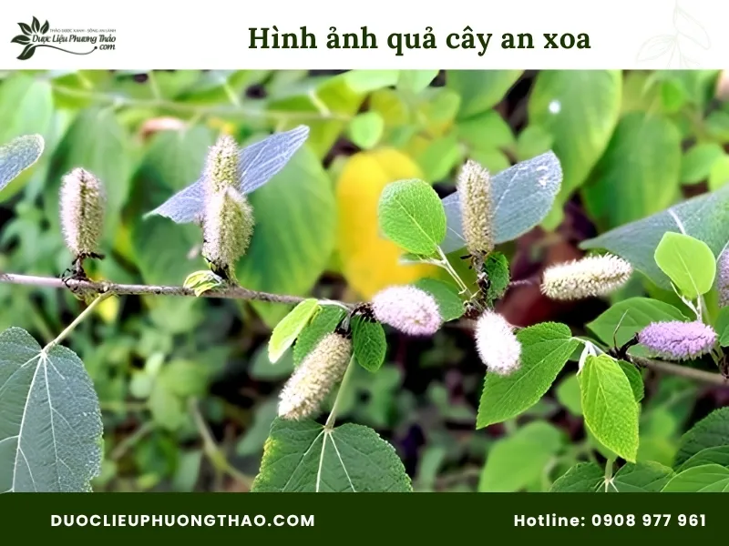 Tổng hợp 13 hình ảnh cây an xoa tươi sắc nét, chuẩn xác từng bộ phận Hình ảnh quả cây an xoa tươi