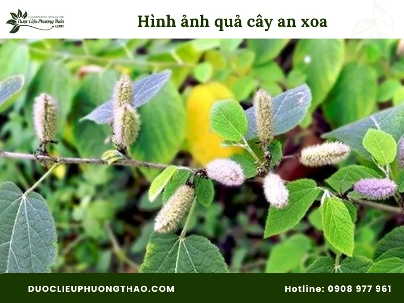 Tổng hợp 18 hình ảnh cây an xoa: Từ cây tươi, hoa tím đến cây khô dễ nhận biết Hình ảnh quả cây an xoa