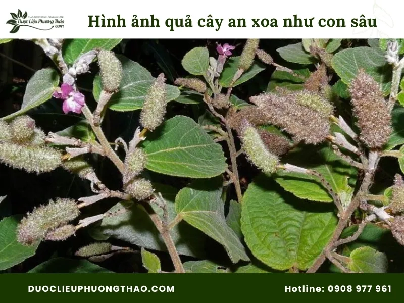 Hình ảnh quả cây an xoa hoa tím như con sâu 