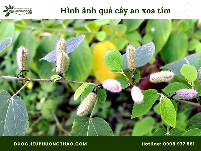 Hình ảnh quả cây an xoa hoa tím 
