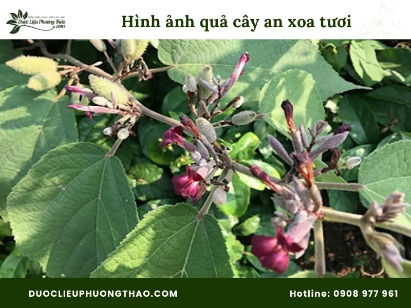 Tổng hợp 13 hình ảnh cây an xoa tươi sắc nét, chuẩn xác từng bộ phận Hình ảnh quả cây an xoa tươi như con sâu