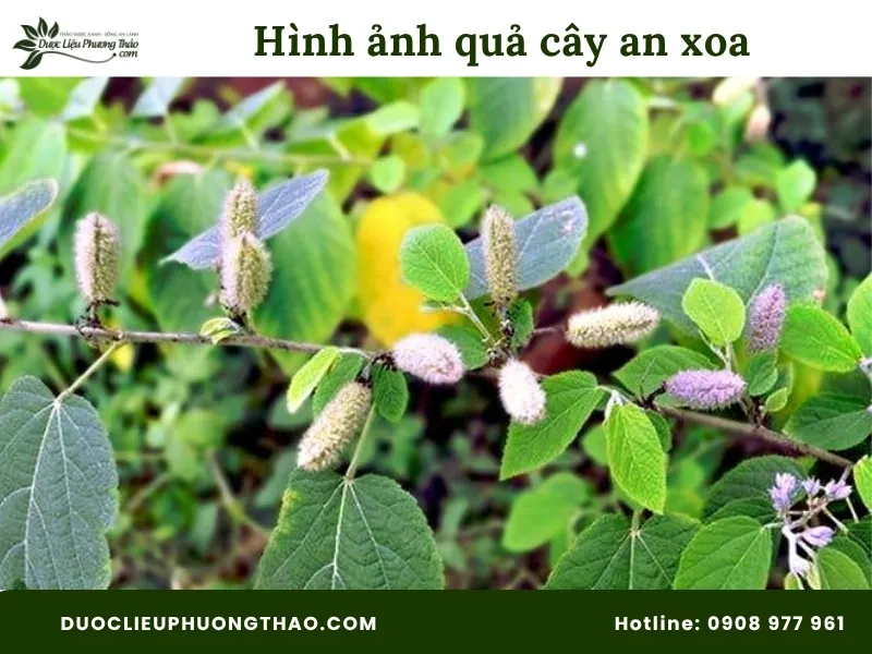 Quả cây an xoa như con sâu róm