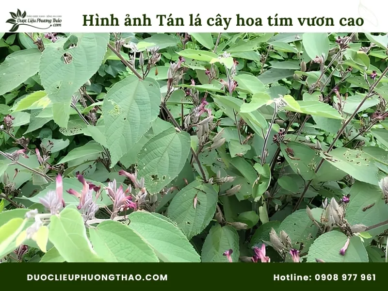 Hình ảnh tán lá cây an xoa  hoa tím vươn cao