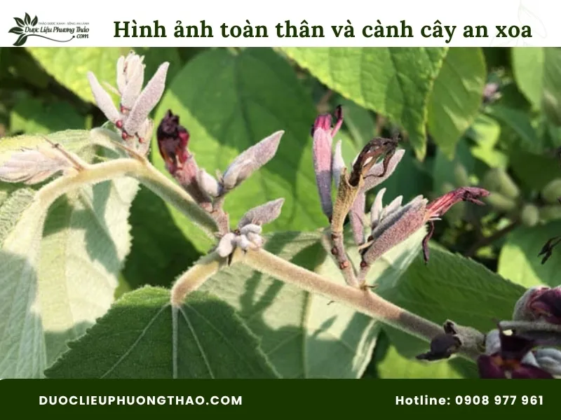 Tổng hợp 13 hình ảnh cây an xoa tươi sắc nét, chuẩn xác từng bộ phận Hình ảnh toàn thân và cành cây an xoa phủ đầy lớp lông