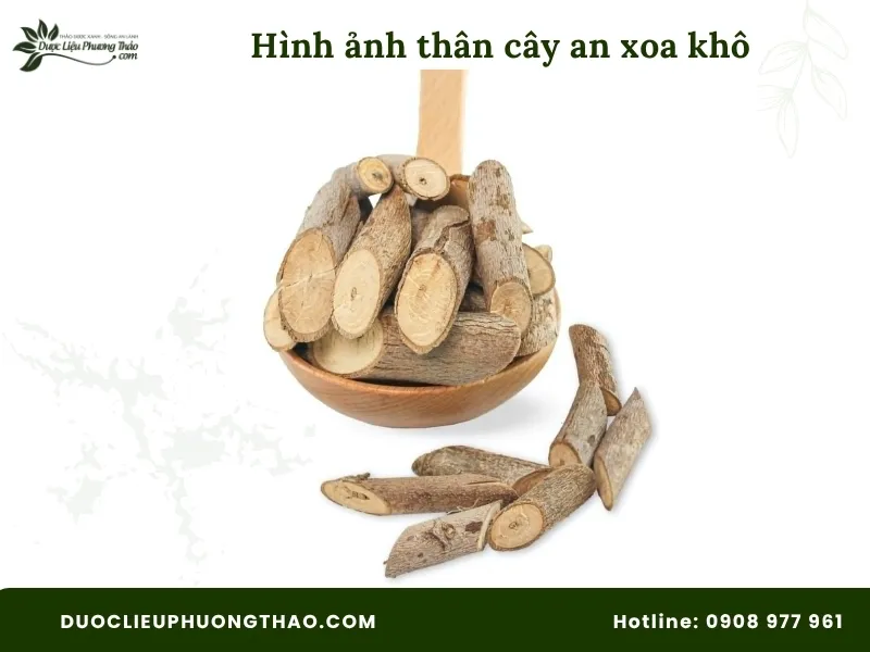 Tổng hợp 18 hình ảnh cây an xoa: Từ cây tươi, hoa tím đến cây khô dễ nhận biết Hình ảnh thân cây an xoa khô
