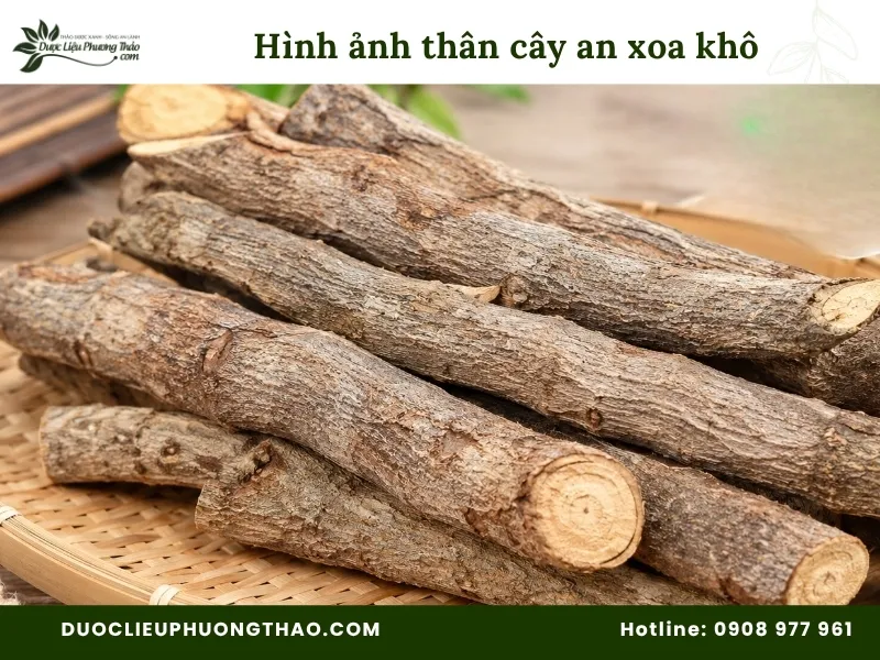 Hình ảnh thân cây an xoa khô lúc chưa cắt nhỏ