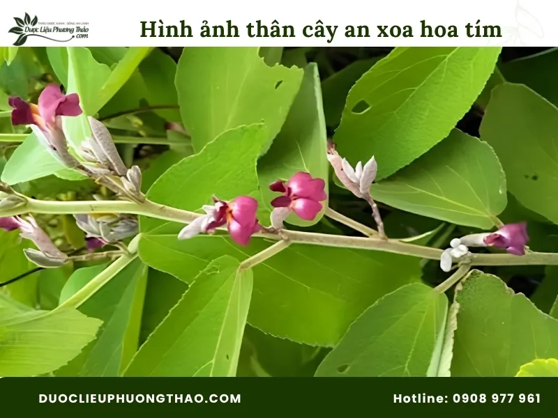 Hình ảnh thân cây an xoa hoa tím 