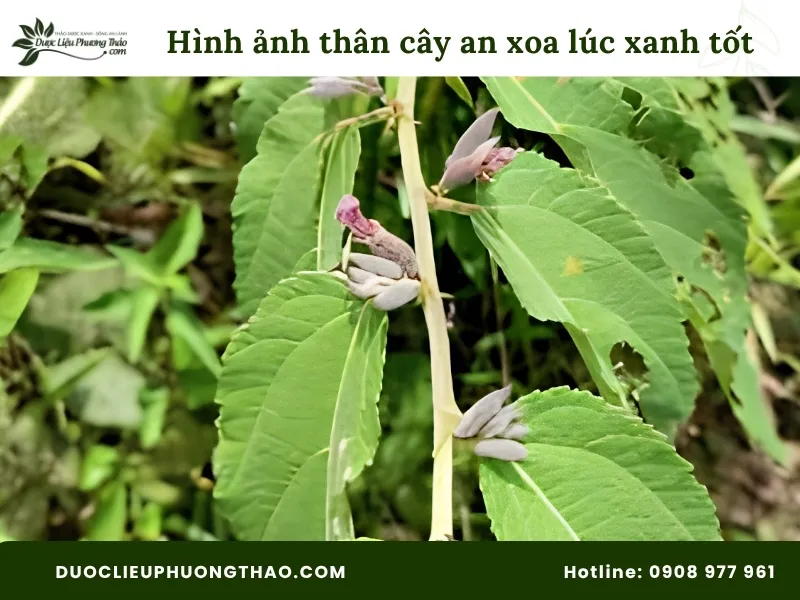 Tổng hợp 18 hình ảnh cây an xoa: Từ cây tươi, hoa tím đến cây khô dễ nhận biết Hình ảnh thân cây an xoa lúc còn xanh tốt