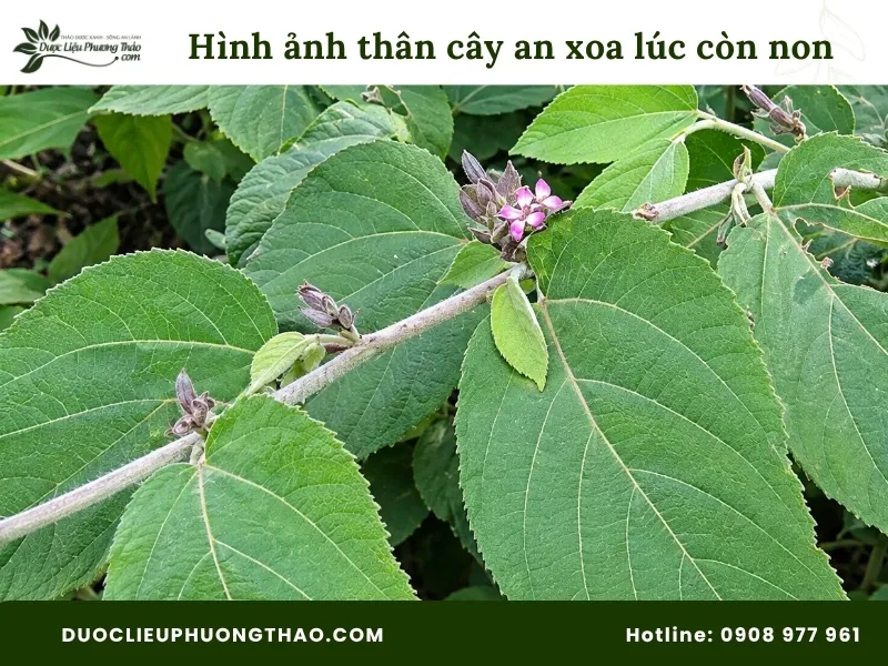 Tổng hợp 18 hình ảnh cây an xoa: Từ cây tươi, hoa tím đến cây khô dễ nhận biết Hình ảnh thân cây an xoa lúc còn non