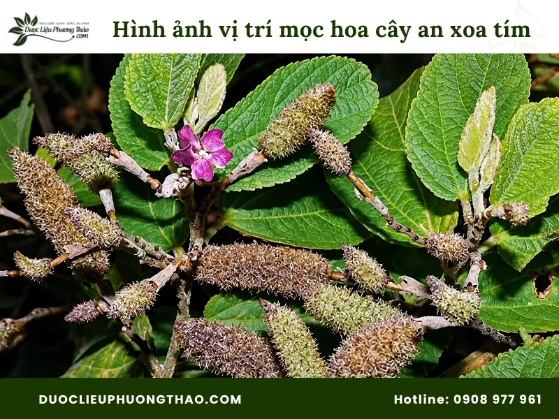 Vị trí mọc hoa cây an xoa hoa tím 