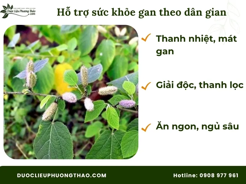 Tác dụng chữa bệnh của cây an xoa theo dân gian