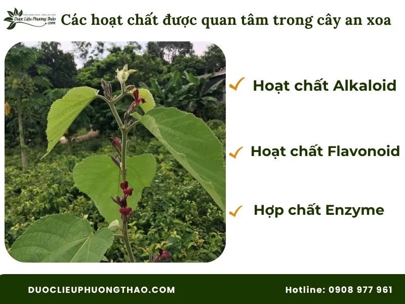 Các hoạt chất trong cây an xoa hoa tím có tiềm năng hỗ trợ cho gan