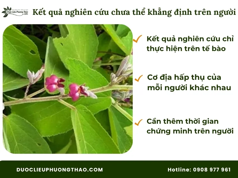 Tác dụng của cây an xoa chữa bệnh gì chưa được khẳng định trên người 