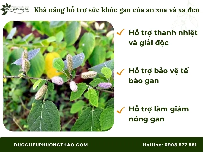 Công dụng của cây an xoa và xạ đen theo góc nhìn dân gian