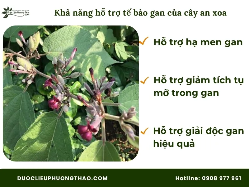 Uống cây an xoa có tác dụng gì? Góc nhìn từ dân gian đến khoa học hiện đại Khả năng bảo vệ tế bào gan của cây an xoa