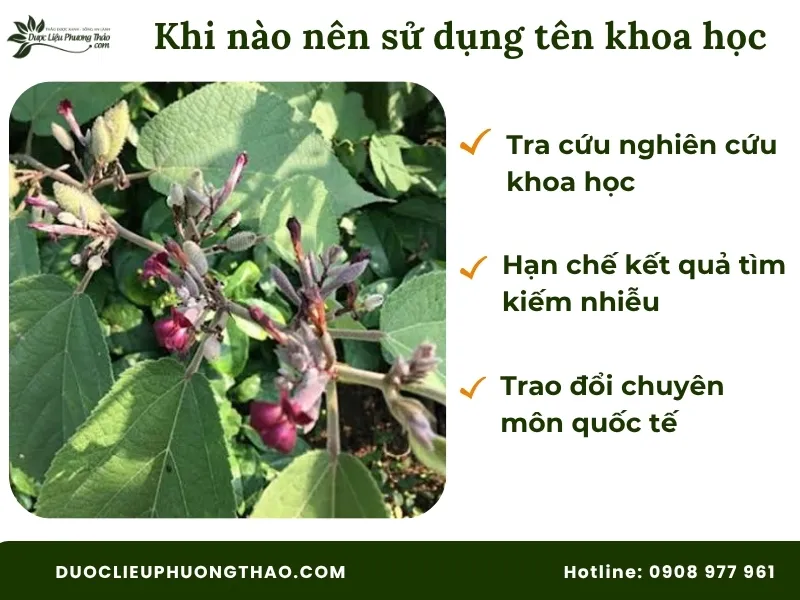 Các trường hợp nên sử dụng tên khoa học của cây an xoa