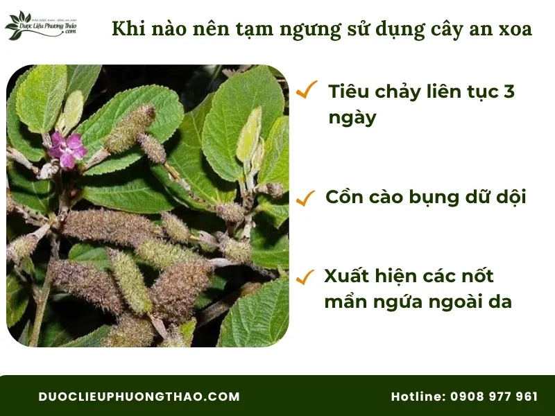 Những trường hợp nên tạm ngưng uống cây an xoa