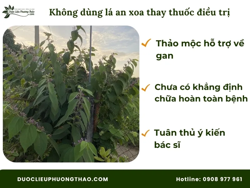 Không dùng lá cây an xoa thay thế thuốc điều trị