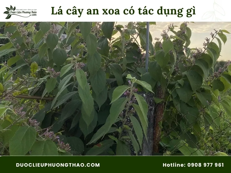 Lá cây an xoa có tác dụng gì? Công dụng theo dân gian và khoa học