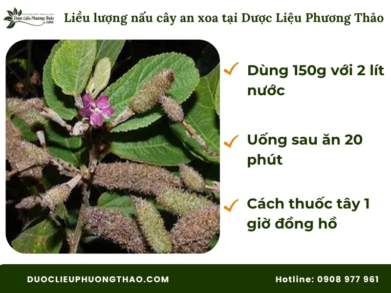 4 Tác dụng của cây an xoa và cách dùng chuẩn xác, an toàn tại nhà Tham khảo liều lượng nấu cây an xoa từ Dược Liệu Phương Thảo