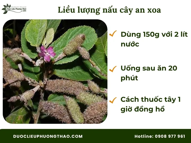 Cây an xoa nấu nước uống có tác dụng gì? 4 Sự thật bất ngờ từ khoa học và dân gian Tham khảo liều lượng nấu cây an xoa tại Dược Liệu Phương Thảo