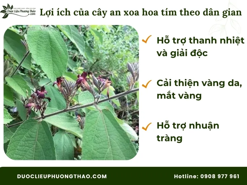 Cây an xoa hoa tím có tác dụng gì theo dân gian