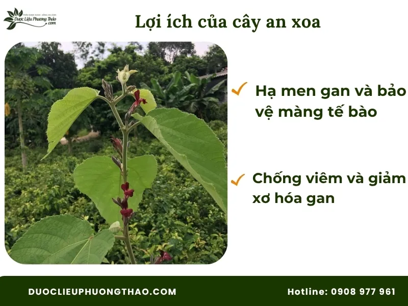 Lợi ích của cây an xoa