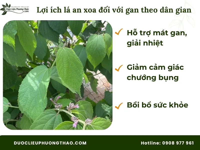 Lá cây an xoa có tác dụng gì theo dân gian