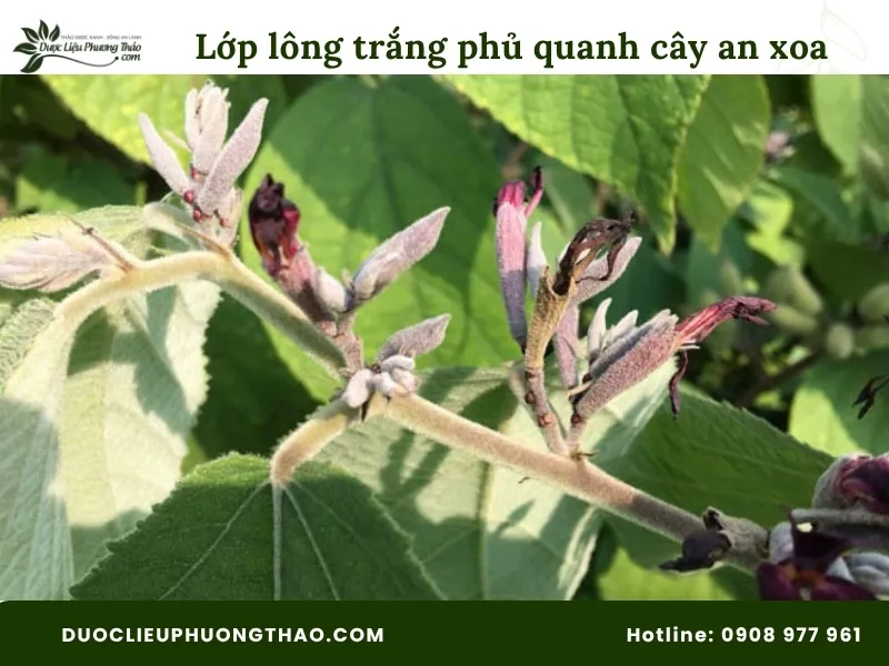 Tổng hợp 18 hình ảnh cây an xoa: Từ cây tươi, hoa tím đến cây khô dễ nhận biết Hình ảnh lớp lông trắng phủ quanh cây an xoa