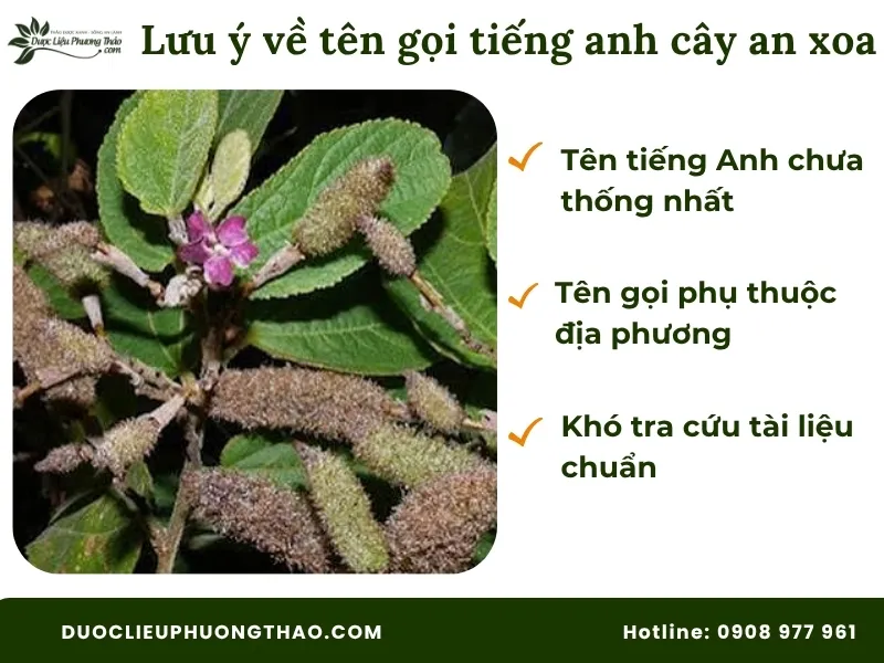 Lưu ý về tên gọi tiếng anh của cây an xoa