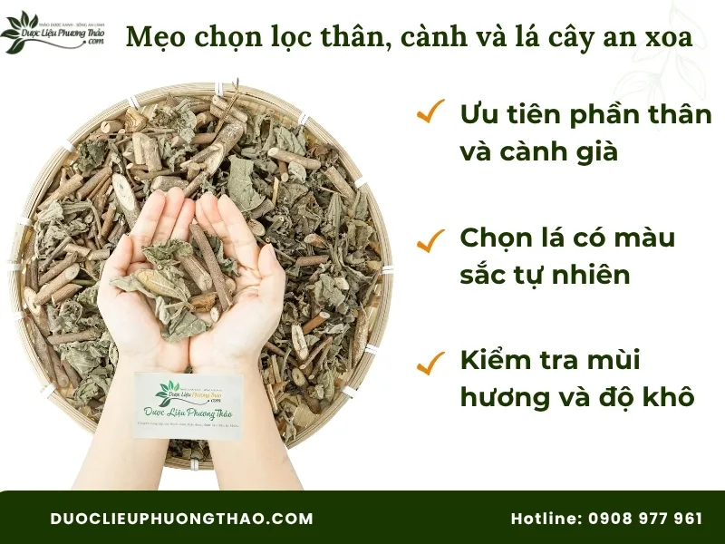 Cách chế biến cây an xoa làm thuốc chuẩn Đông y, an toàn tại nhà chi tiết từ A-Z Mẹo chọn thân, cành, lá để làm cách chế biến cây an xoa làm thuốc