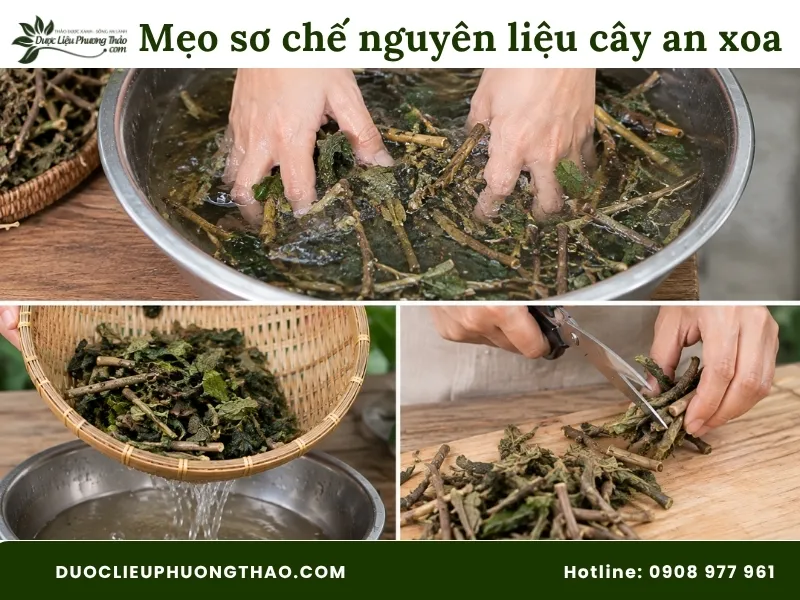 Hướng dẫn chi tiết cách sao vàng hạ thổ cây an xoa chuẩn xác tại nhà Mẹo sơ chế nguyên liệu cây an xoa