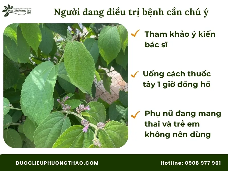 Người đang trị bệnh cần lưu ý khi sử dụng lá an xoa