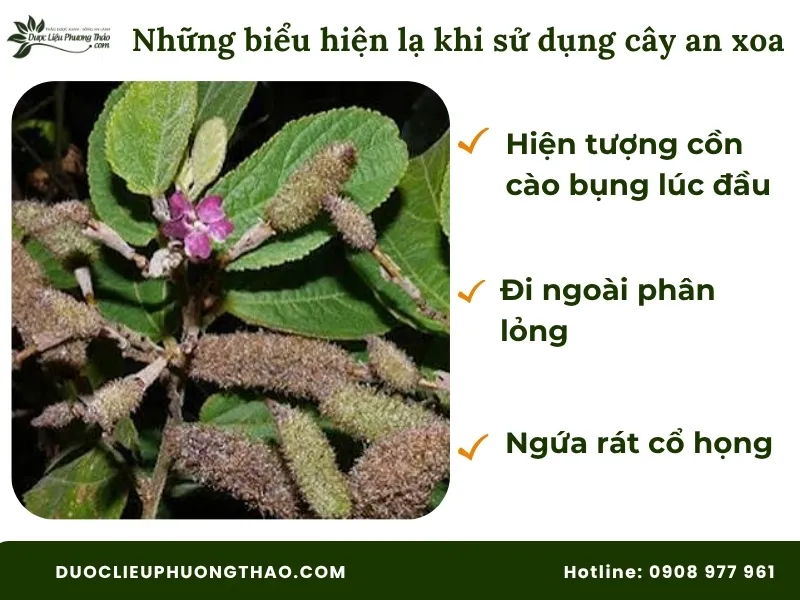 Những hiểu hiện lạ khi sử dụng cây an xoa hoa tím lần đầu 