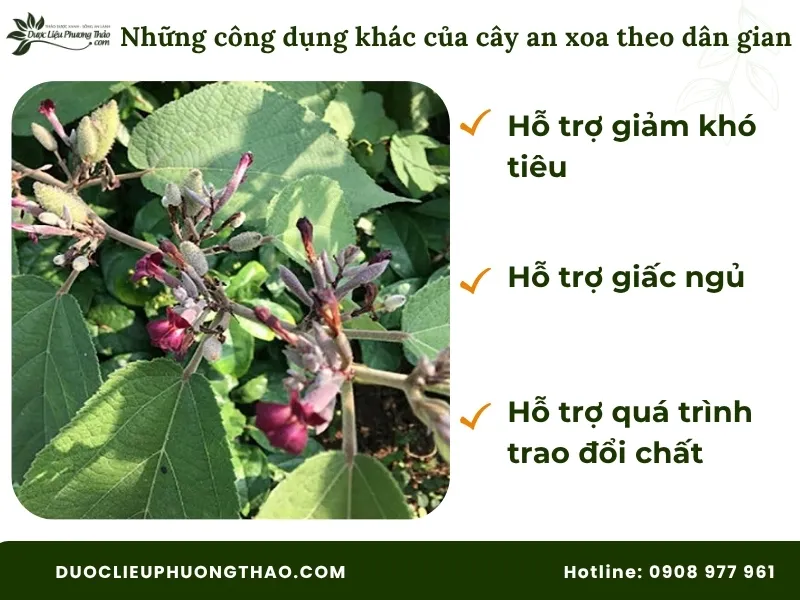 Tác dụng chữa bệnh của cây an xoa khác theo dân gian