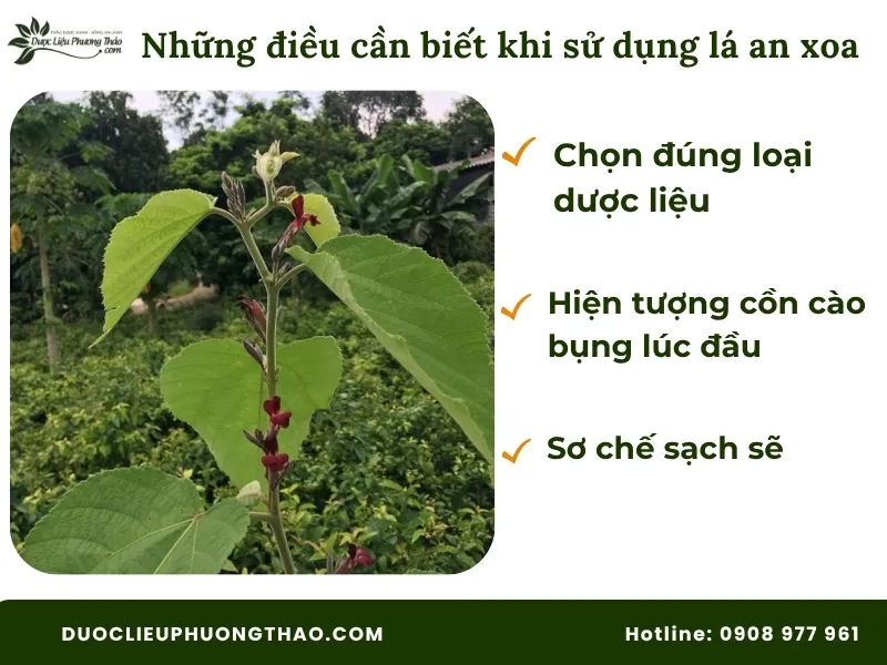 Những điều cần biết khi sử dụng lá an xoa