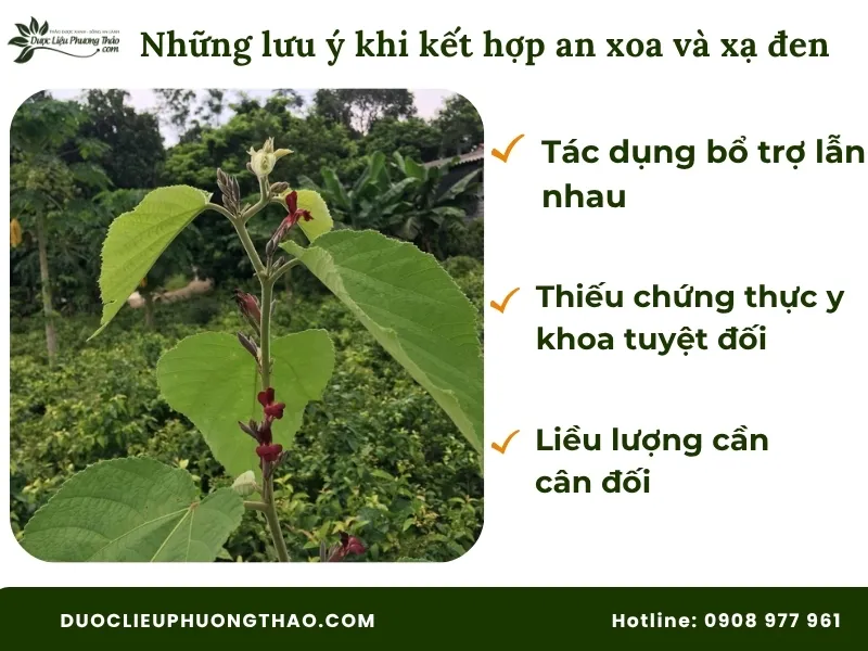 Những lưu ý khi kết hợp cây an xoa và xạ đen
