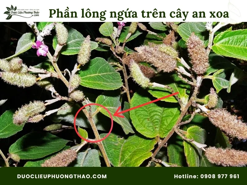 Cách nấu cây an xoa đúng chuẩn tại nhà an toàn và hiệu quả từ sơ chế đến khi sử dụng Phần lông ngứa trên cây an xoa