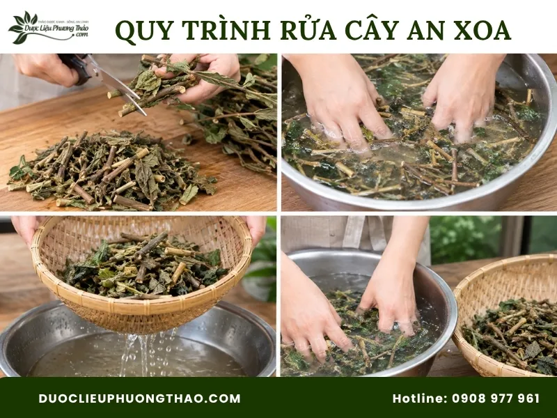 Quy trình rửa cây an xoa