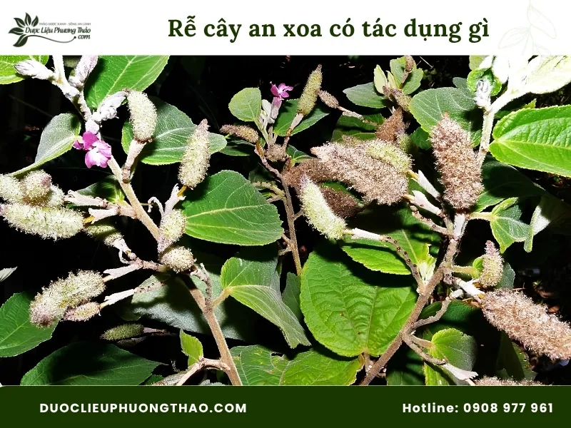 Rễ cây an xoa có tác dụng gì