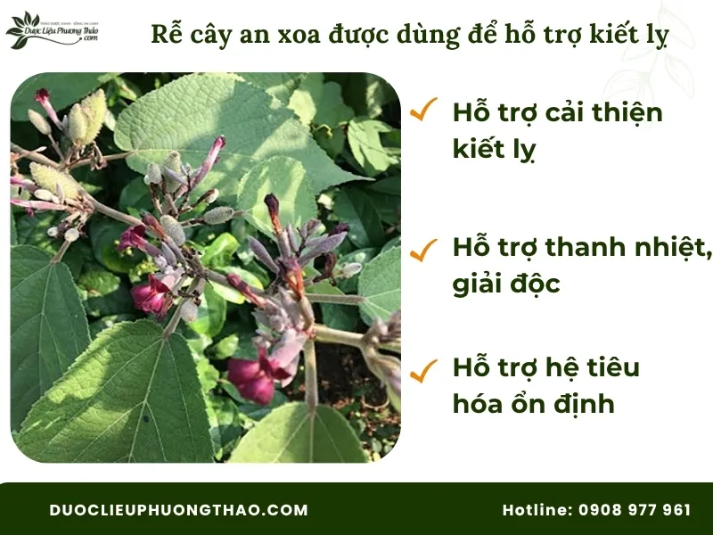Rễ cây an xoa có tác dụng gì theo kinh nghiệm dân gian 
