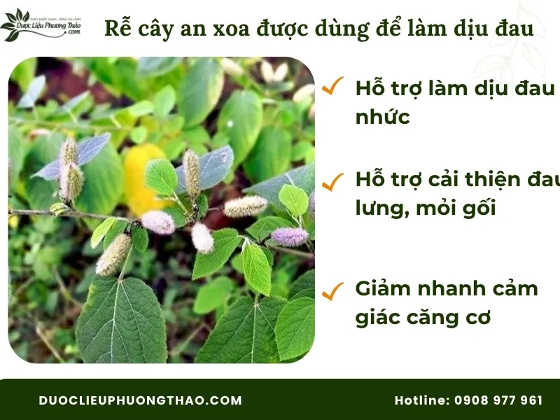 Rễ cây an xoa có tác dụng gì theo dân gian