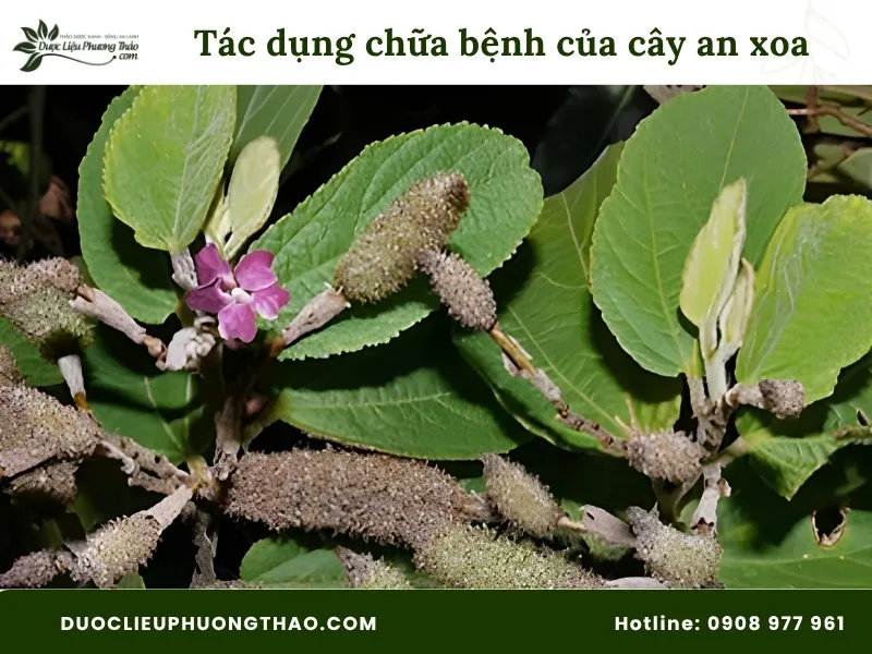 Tác dụng chữa bệnh của cây an xoa: 4 Sự thật từ góc nhìn khoa học và các lưu ý quan trọng