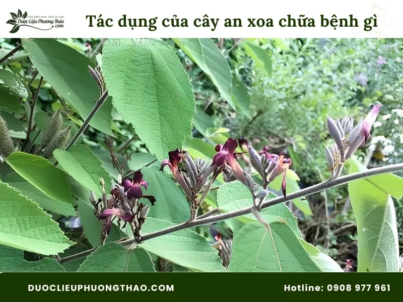 Tác dụng của cây an xoa chữa bệnh gì? 3 sự thật theo góc nhìn khoa học cần biết
