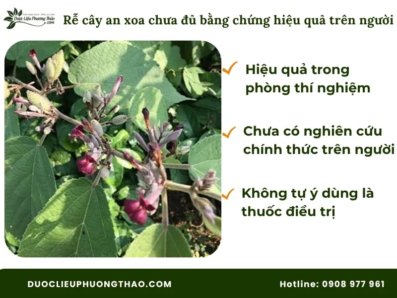 Rễ cây an xoa chưa đủ bằng chứng hiệu quả trên người 
