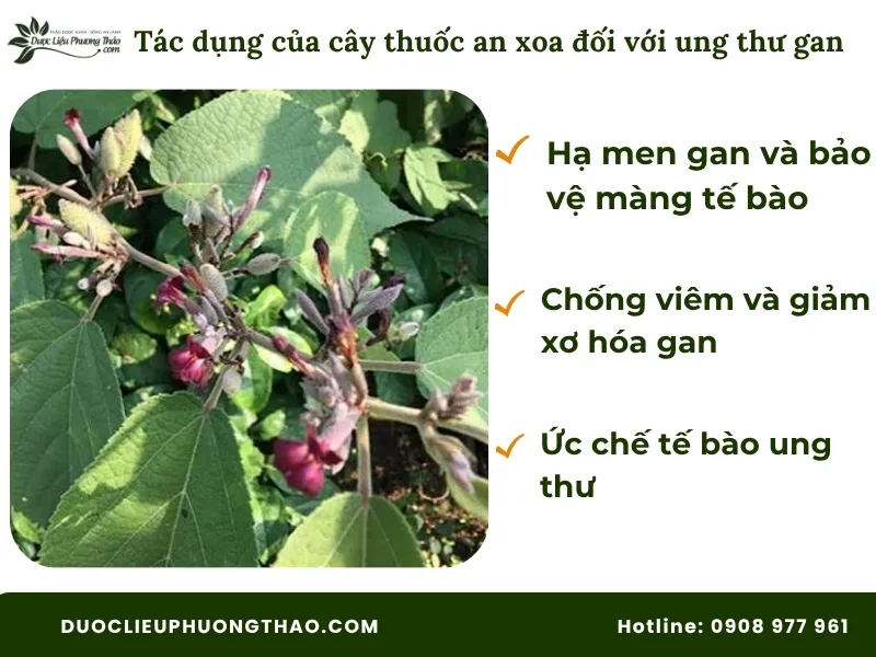 Cây thuốc an xoa có tác dụng gì: 3 sự thật từ góc nhìn khoa học và lưu ý quan trọng trước khi dùng. Cây thuốc an xoa có tác dụng gì với ung thư gan