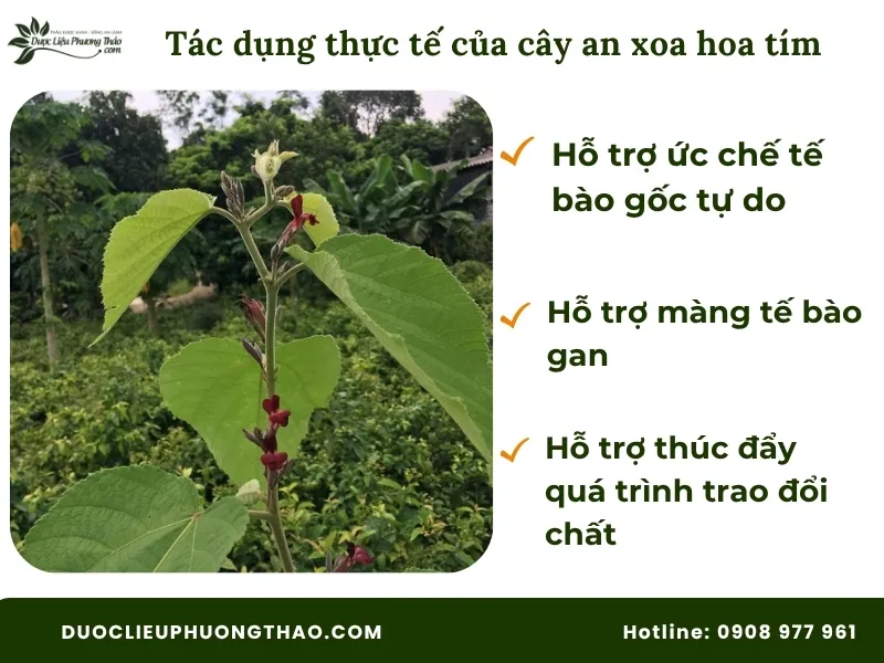 Cây an xoa hoa tím có tác dụng gì theo khoa học 
