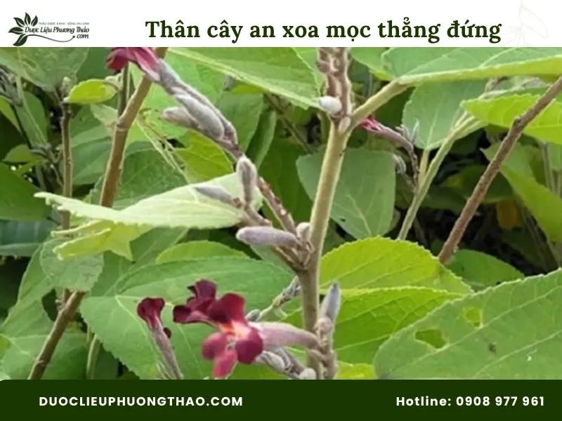 Tổng hợp 13 hình ảnh cây an xoa tươi sắc nét, chuẩn xác từng bộ phận Hình ảnh thân cây an xoa tươi mọc thẳng đứng