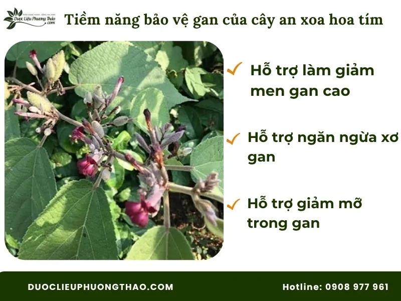 Tiềm năng bảo vệ gan của cây an xoa hoa tím